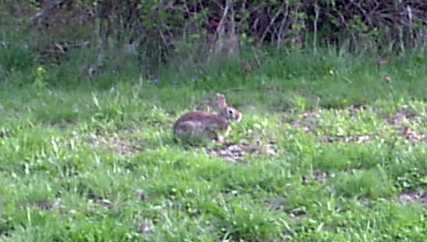 Rabbit in clover patch.